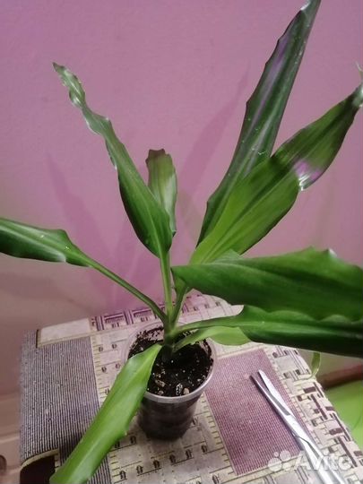 Цветные разные