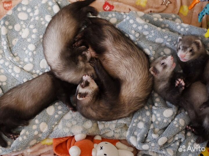 Хорьки малыши с доставкой