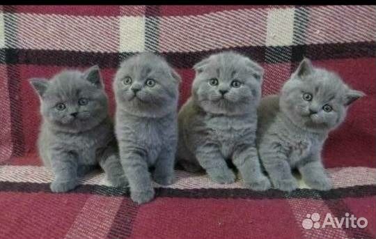 Шотландские вислоухие котята