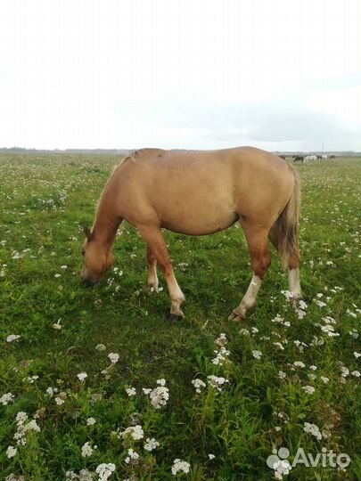 Кобылы с жеребенком