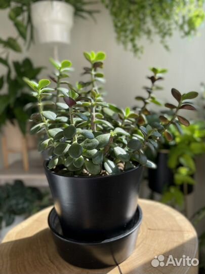 Крассула Минор (суккулент)