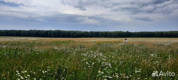 Масло зверобоя (мацерат) 100 мл