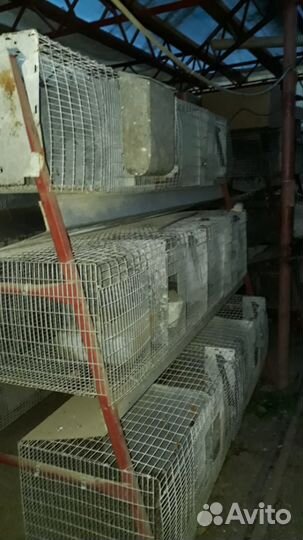 Клетки для бройлеров и кроликов