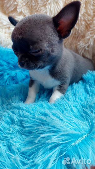 Мини девочка чихуахуа