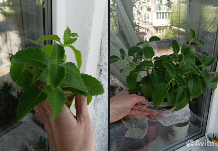 Цветы комнатные