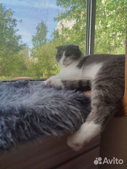 Няня для кошки/кота (котоняня)