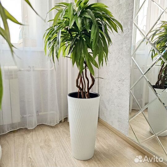 Искусственное дерево манго