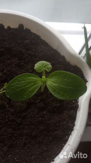 Тыква голосеменная Штирийская, семена