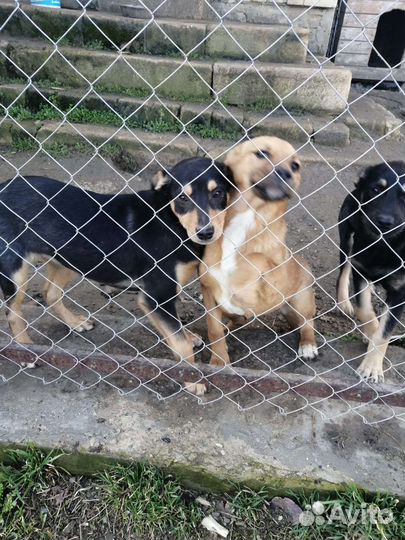 Отдам бесплатно щенки