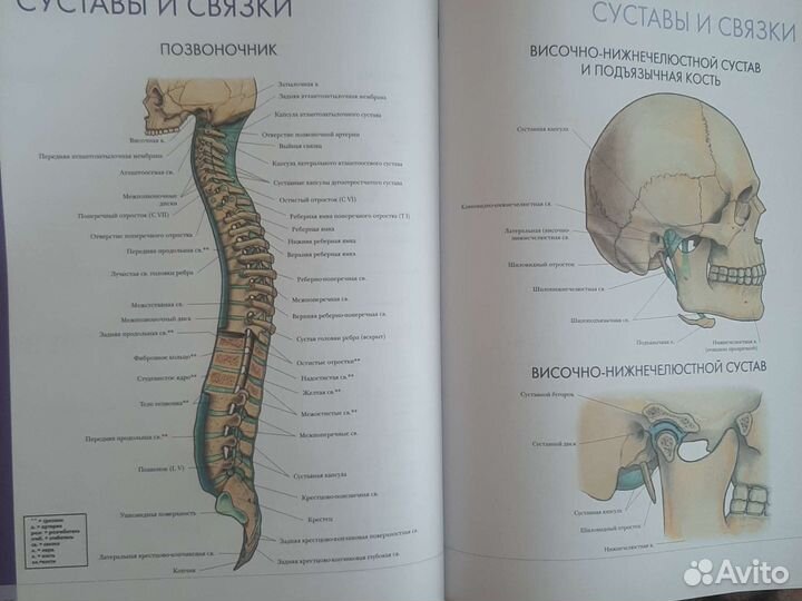 Большой атлас анатомии человека