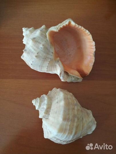 Ракушка морская большая и средние