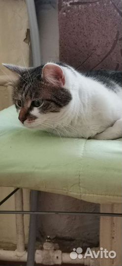 Кошка в дар