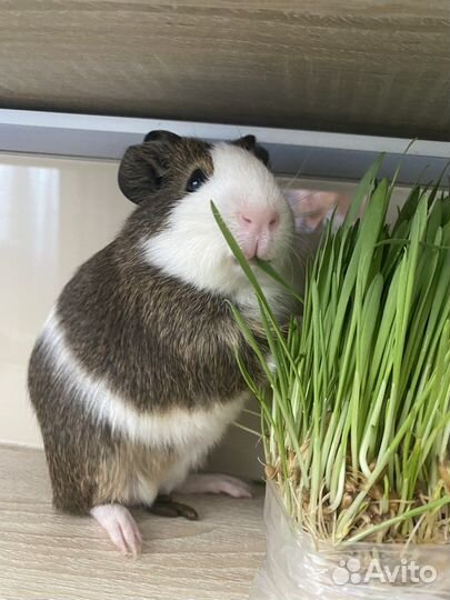 Морской свин вязка