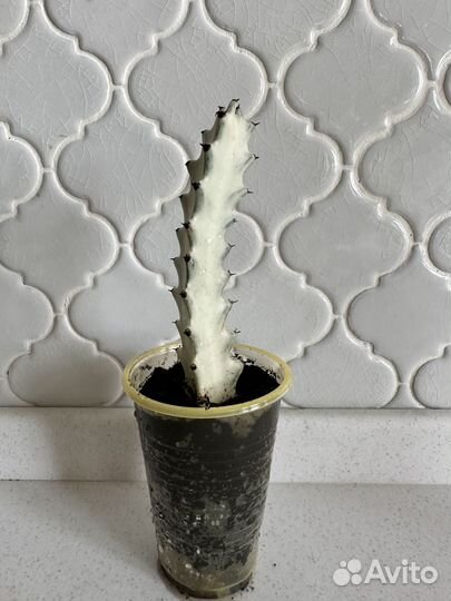 Эуфорбия серебристая (молочай)