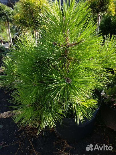 Сосна горная Нана