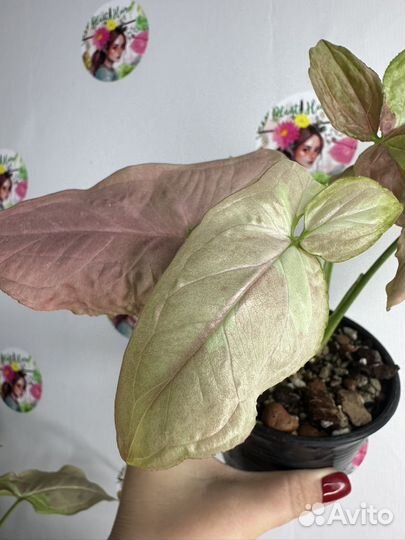 Сингониум rasberry variegated