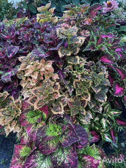 Срезы колеусов