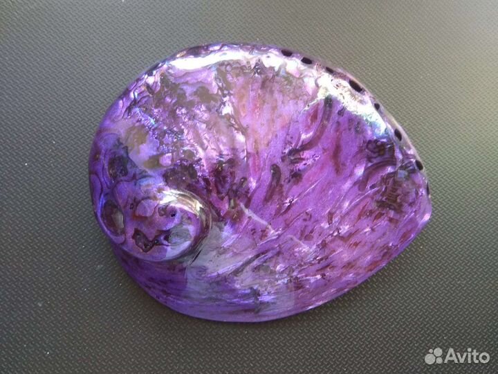 Ракушки Галиотис (Абалон)