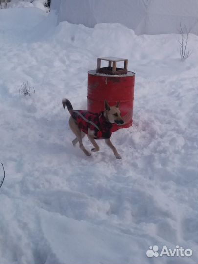 Утепленная курточка-жилетка для собаки