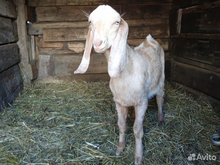 Козел Битал Камори, Козы нубийские