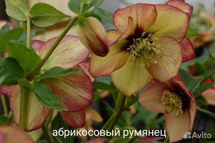 Морозник саженцы