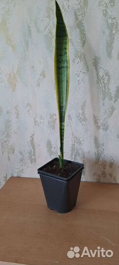 Сансевиерия лауренти