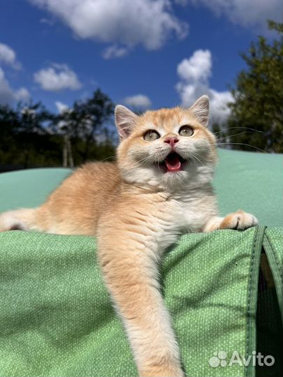 Британская девочка золотая шиншилла