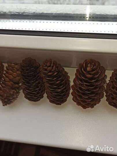 Шишки еловые