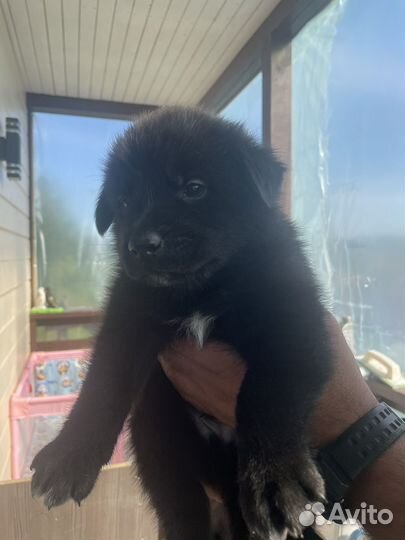 Щенки черной немецкой овчарки