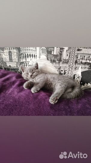 Британская короткошерстная кошка