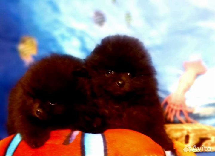 Красавицы чёрные ночи