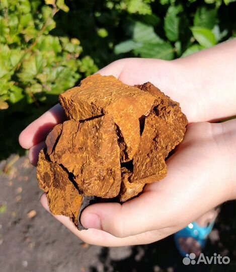 Чага сухая березовая