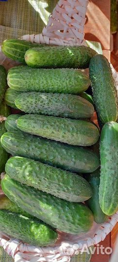Огурцы свежие домашние