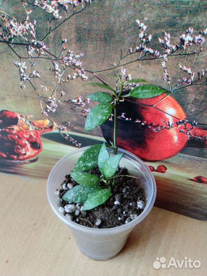 Миниатюрная хойя бронь