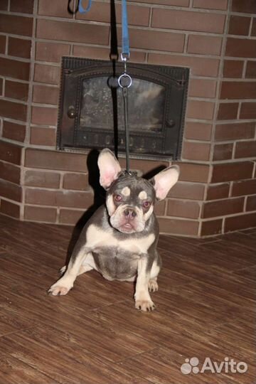 Французский бульдог