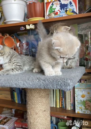 Вислоухие котята