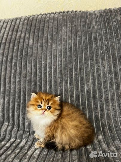Британская кошка