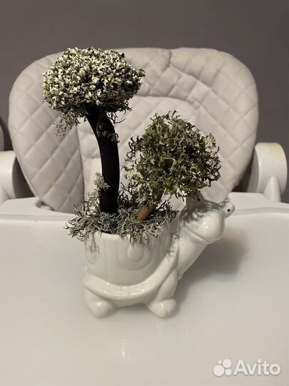 Дерево из цетрарии