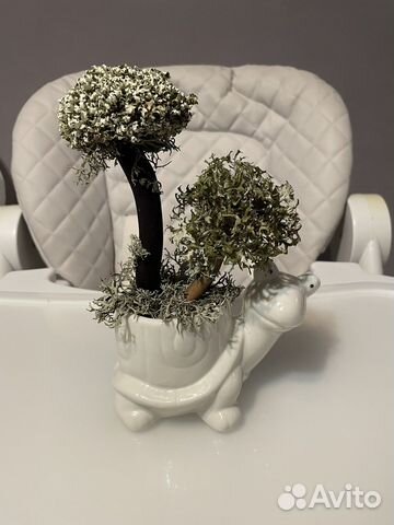 Дерево из цетрарии