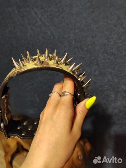 Ошейники на собак