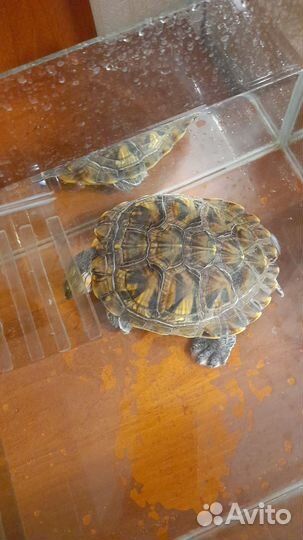 Красноухая черепаха с аквариумом