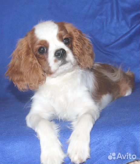 Кавалер Кинг Чарльз Спаниель- 5 мес юлиан