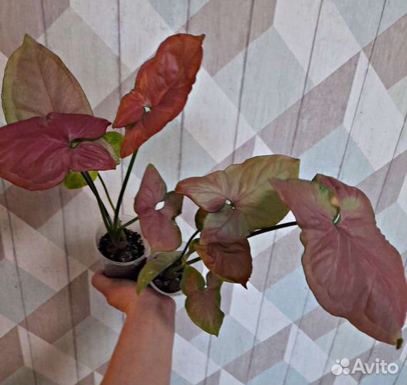 Сингониум Орм Нак