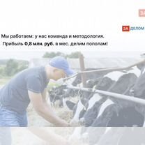 Животноводческое агентство в городе, Тбилиси