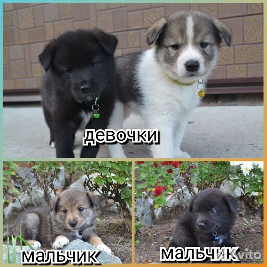 Щенки бесплатно