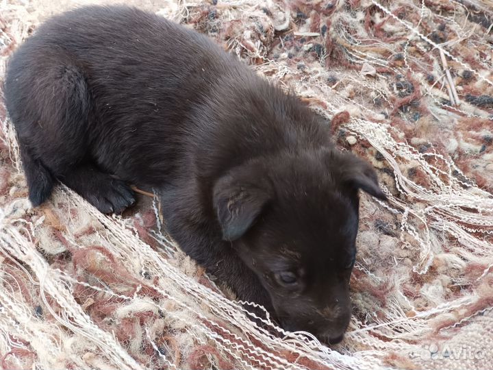 Щенки в добрые руки