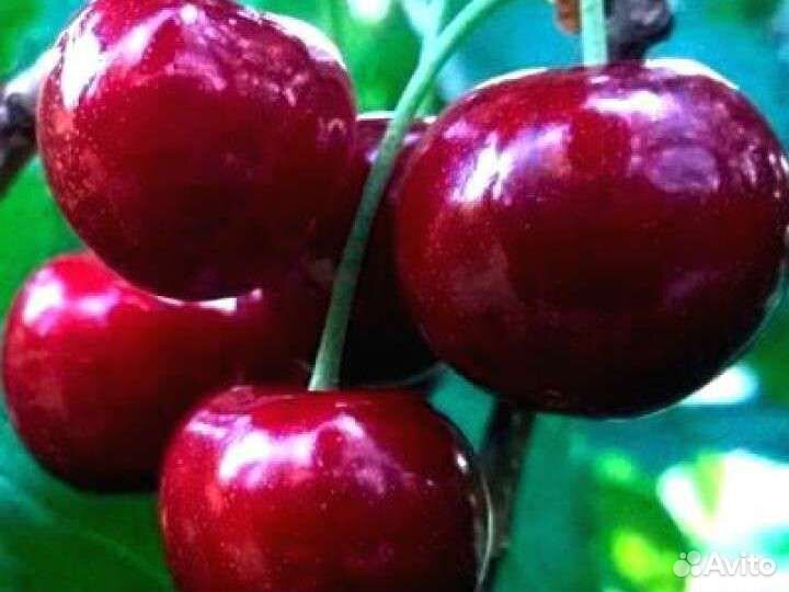 Саженцы черешни двухлетние