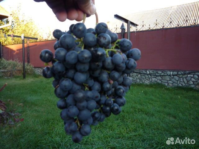 Саженцы винограда
