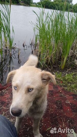 Собака в добрые руки