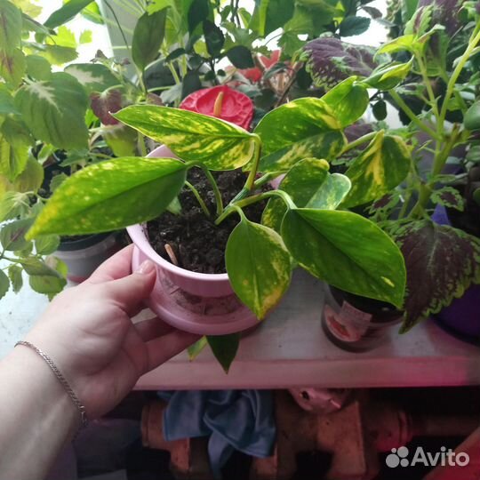 Комнатные цветы